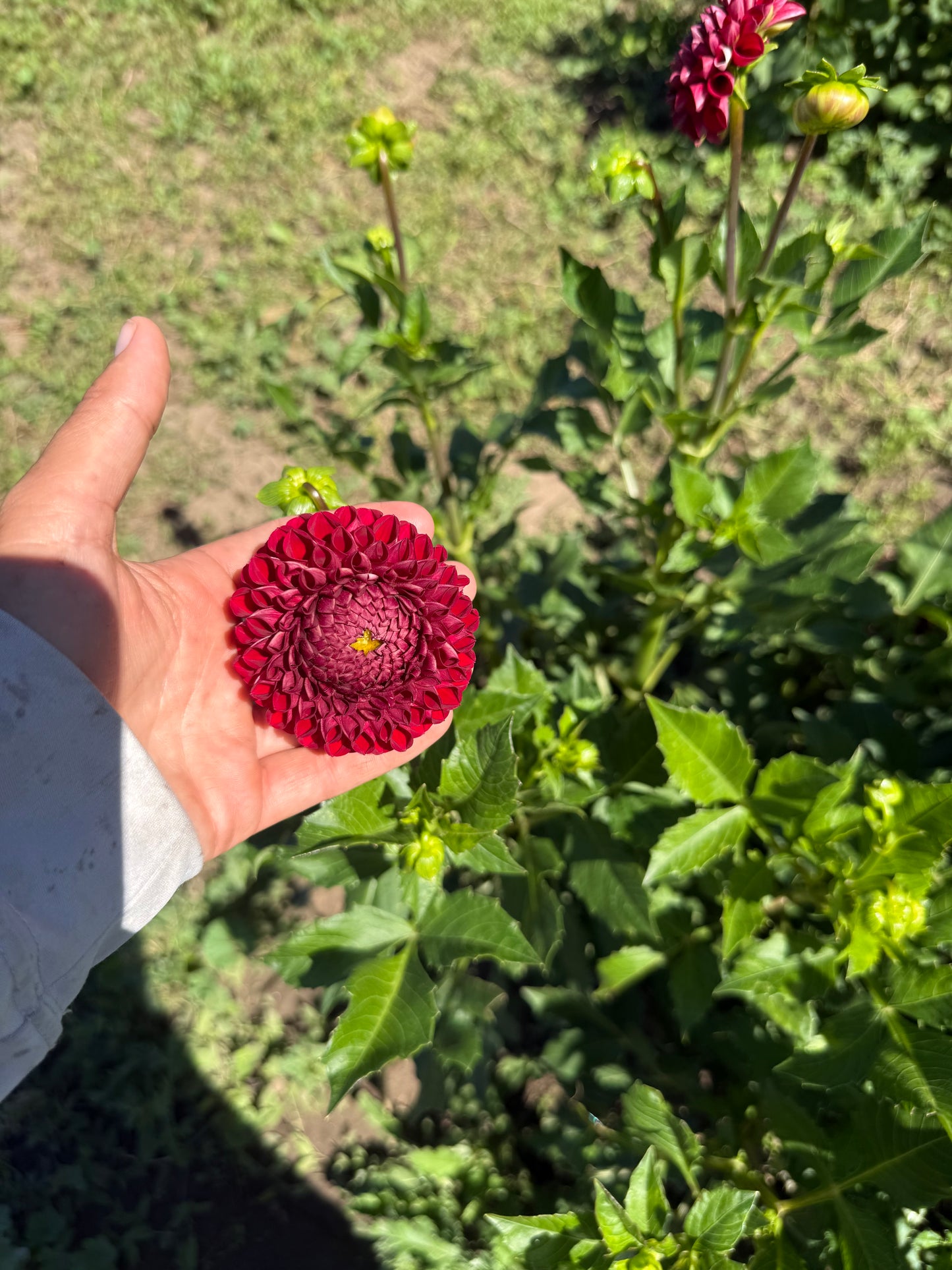 Coronel Dahlia Tubers
