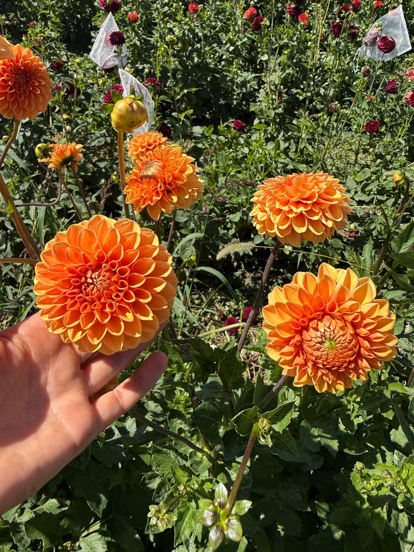 Beatrice Dahlia Tubers