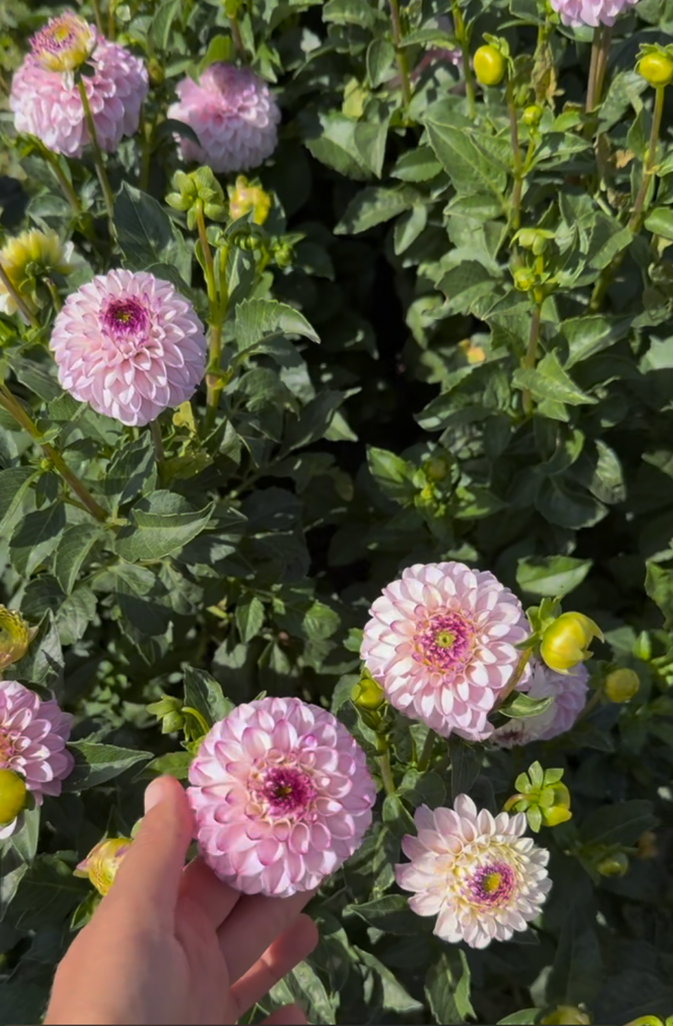 Genova Dahlia Tubers