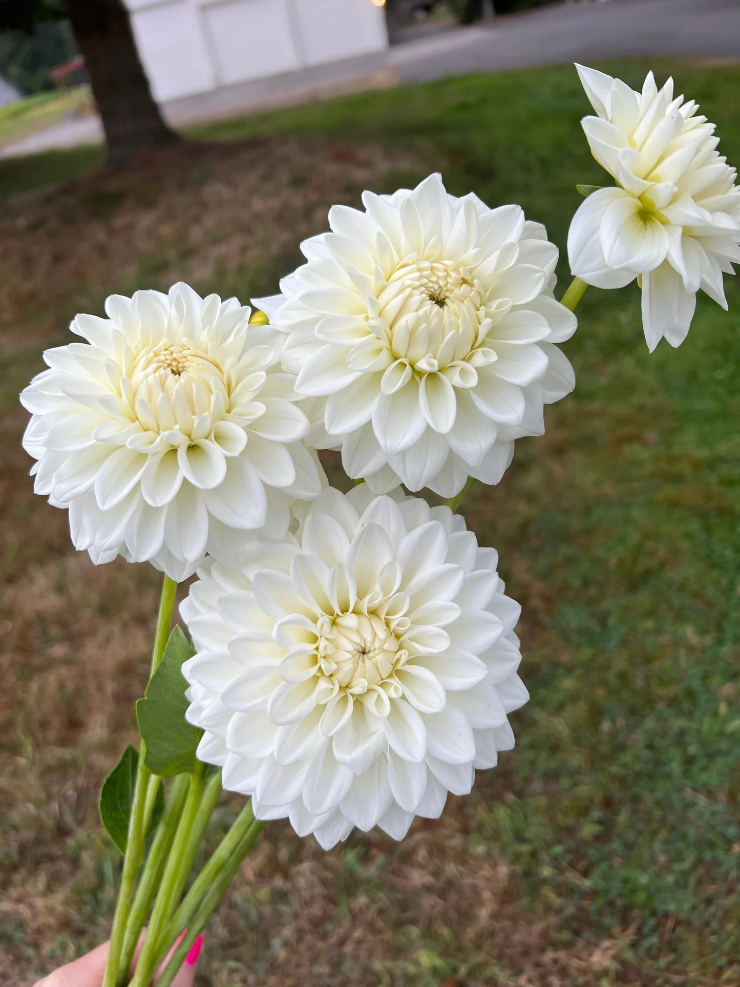 Dahlia Tubers - Blizzard