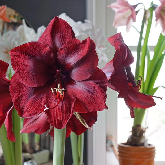 Premium Amaryllis Planted in a Terracotta Pot