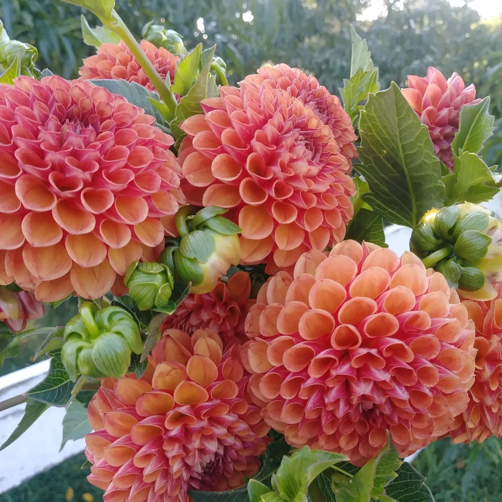 Valley Rust Bucket Dahlia Tubers