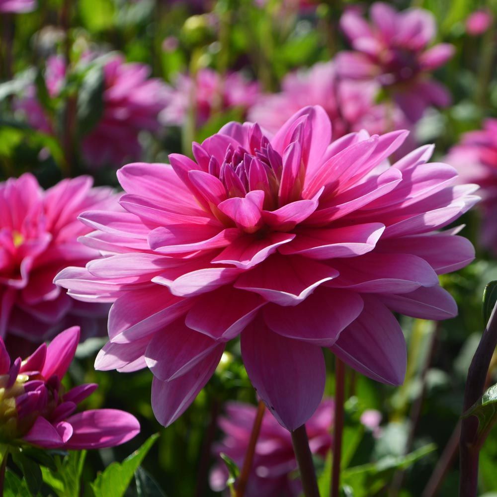 Onesta Dahlia Tubers
