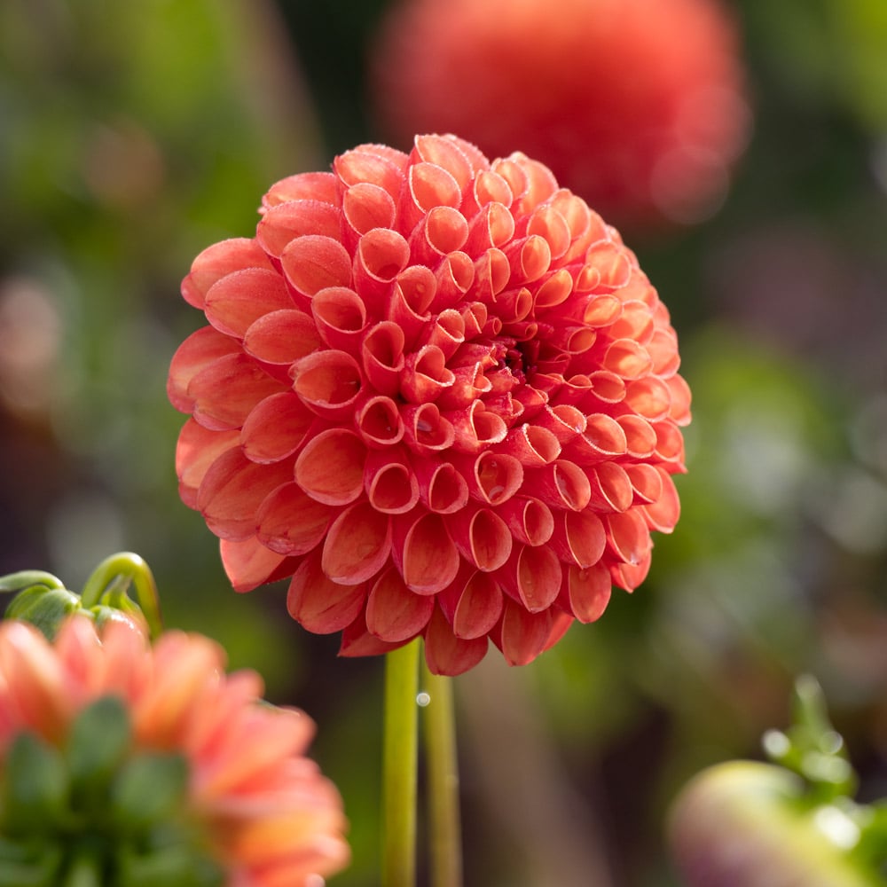 Valley Rust Bucket Dahlia Tubers
