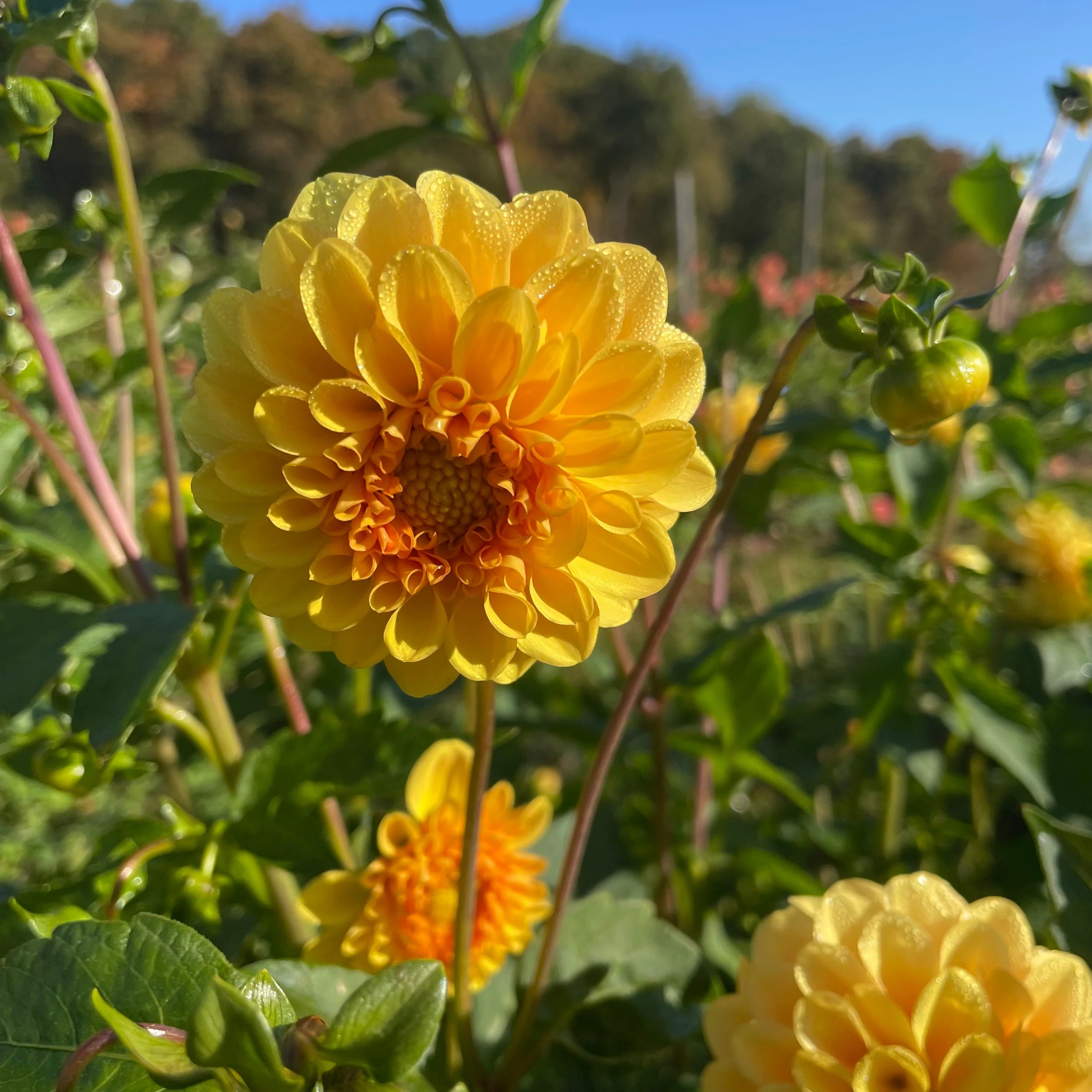 Golden Scepter Dahlia Tubers