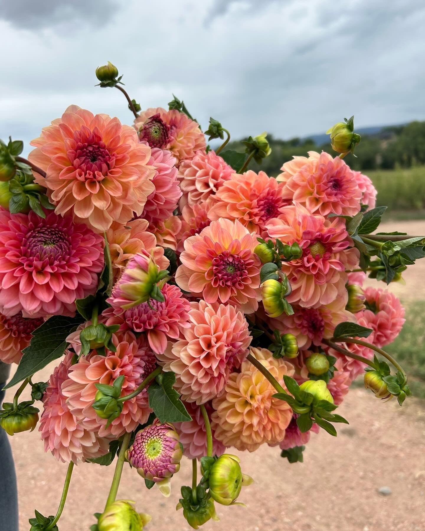 Sebastian Dahlia Tubers