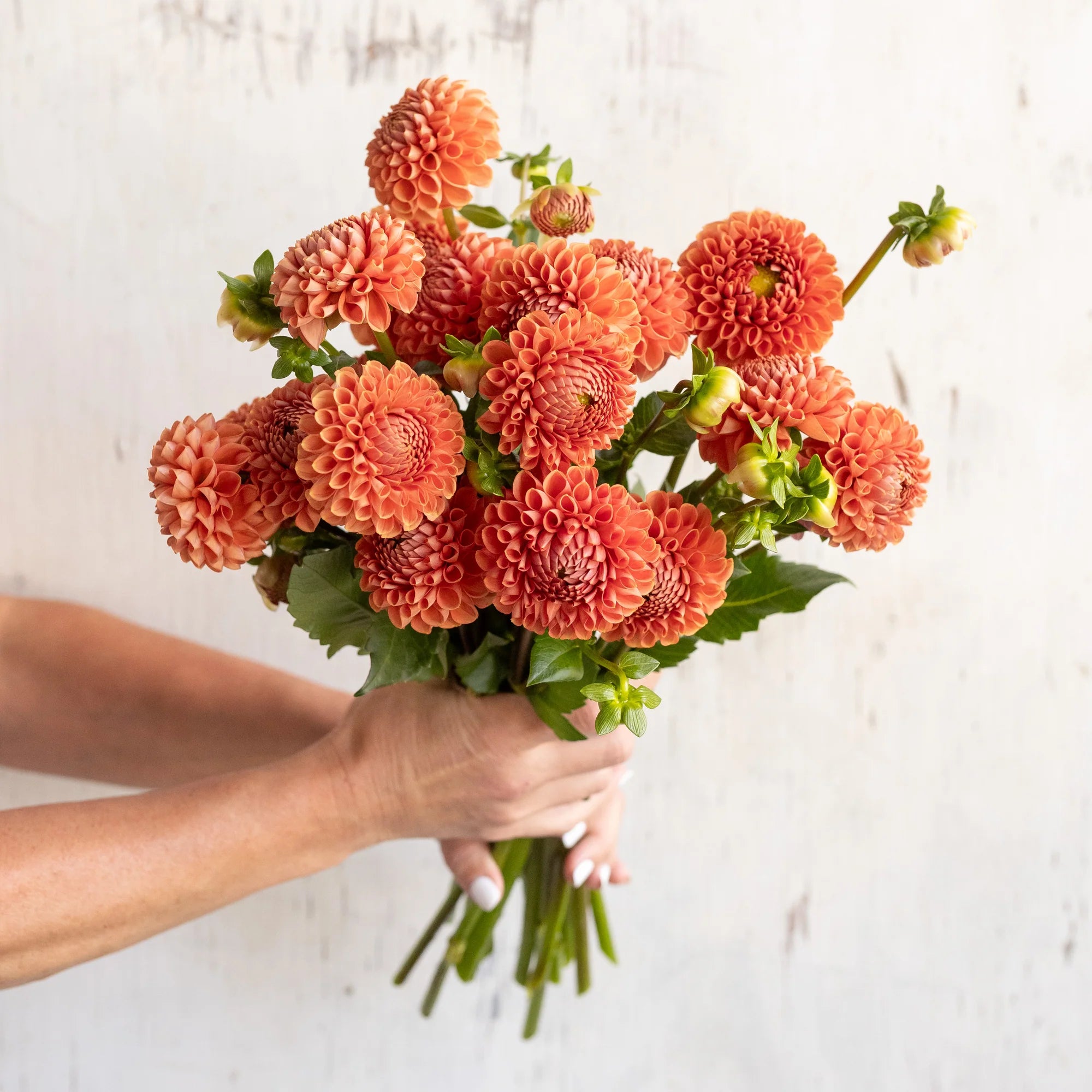 Coronel Bronz Dahlia Tubers