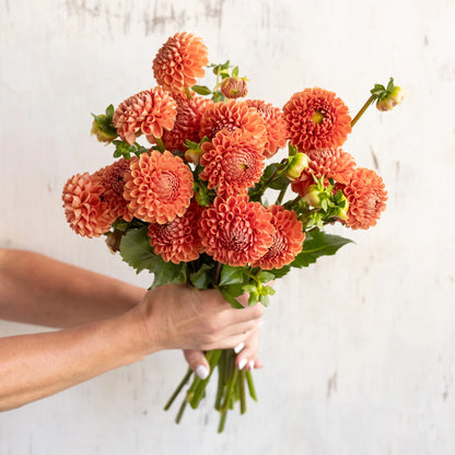 Coronel Bronz Dahlia Tubers