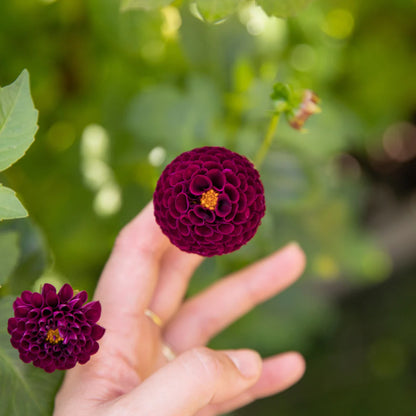 Rocco Dahlia Tubers