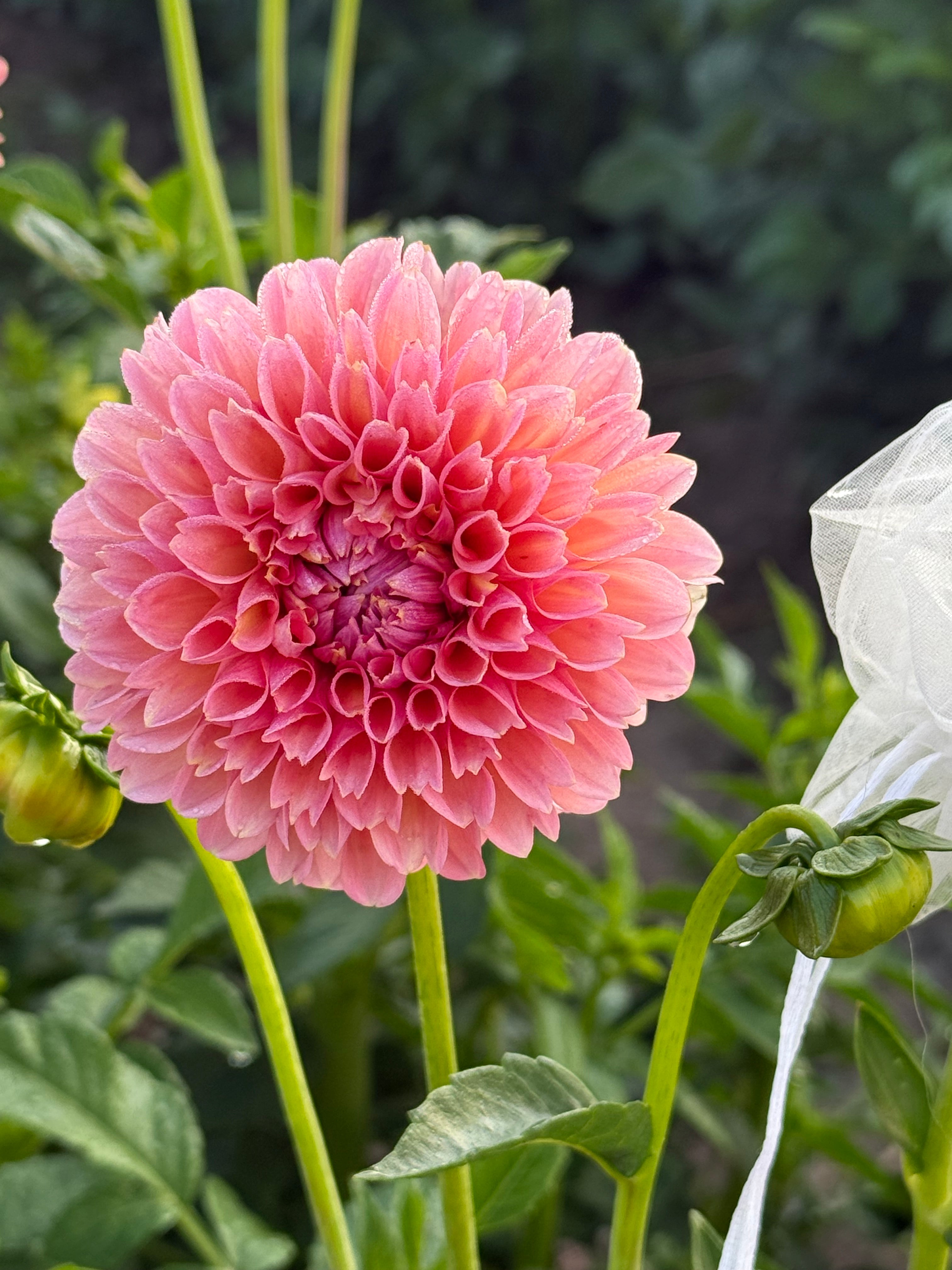 Linda's Baby Dahlia Tubers