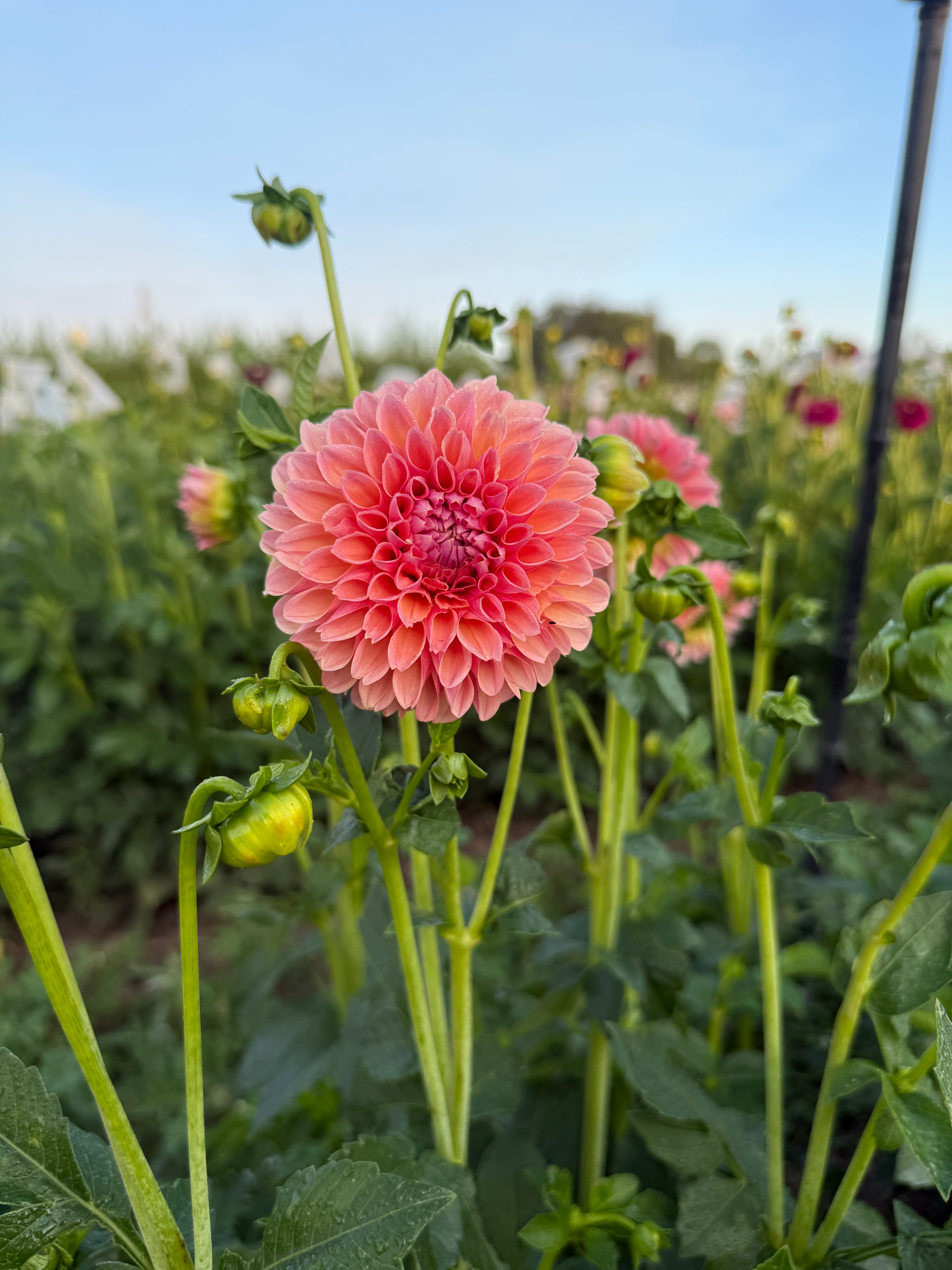 Linda's Baby Dahlia Tubers