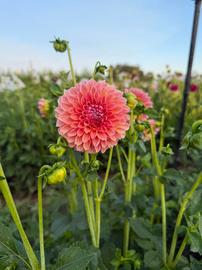 Linda's Baby Dahlia Tubers