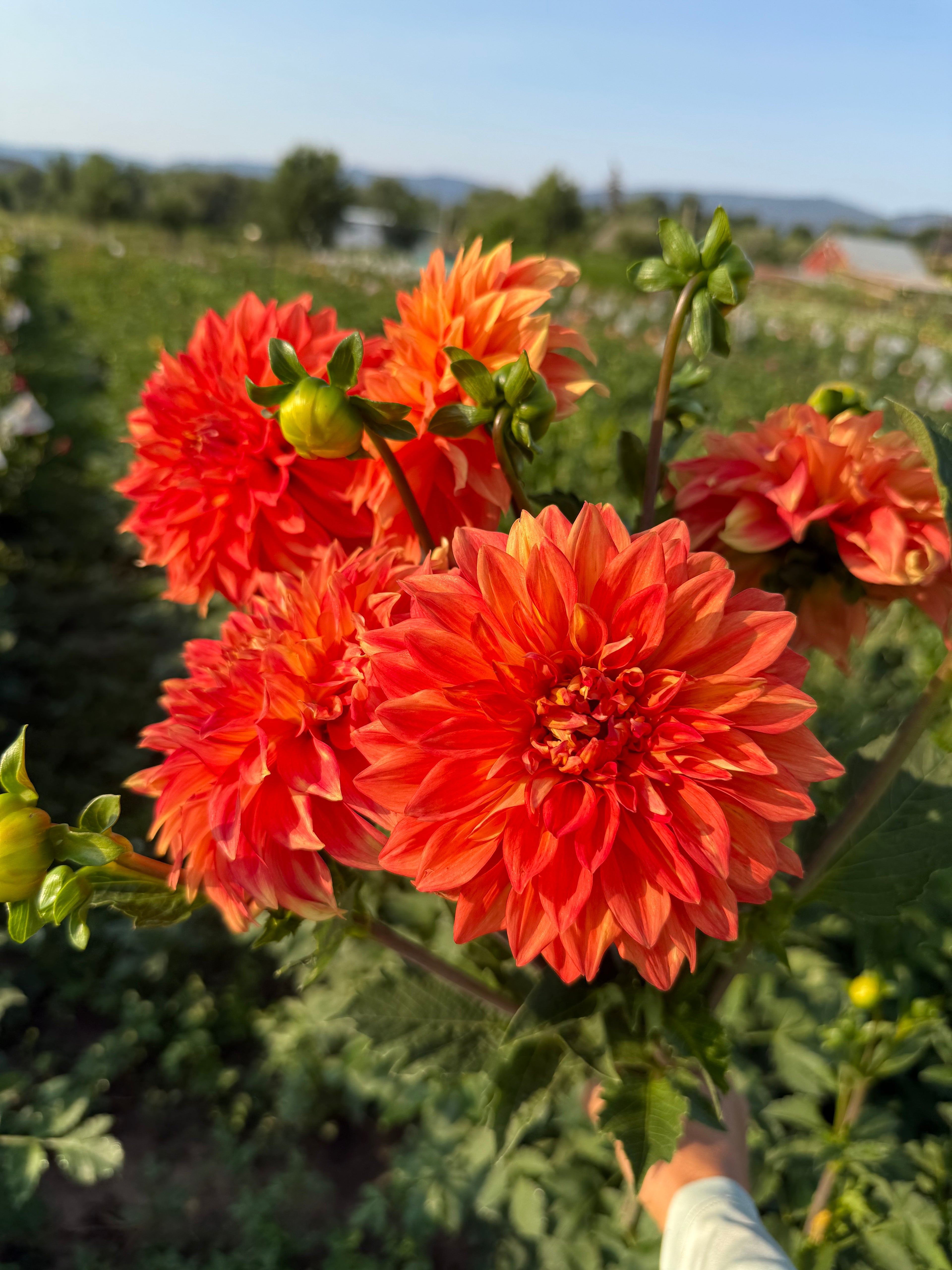 Pumpkin Spice Dahlia Tubers