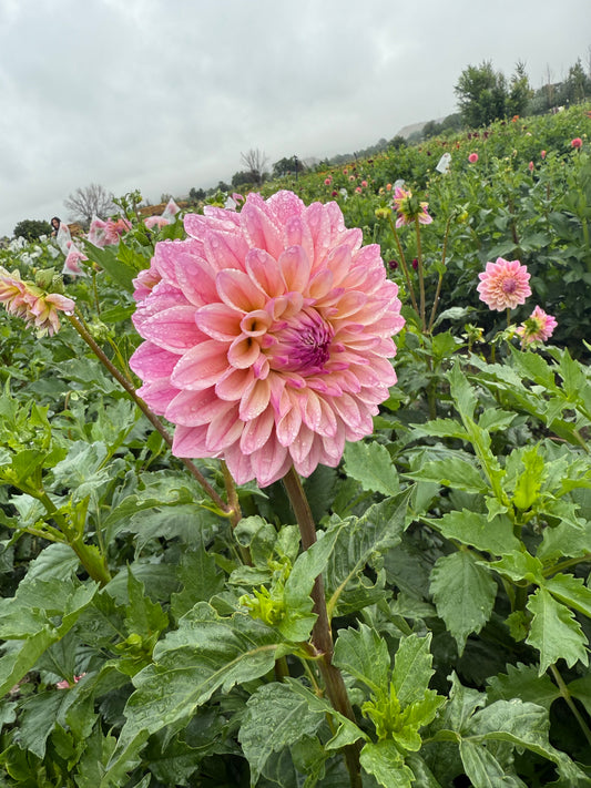 Coralie Dahlia Tubers