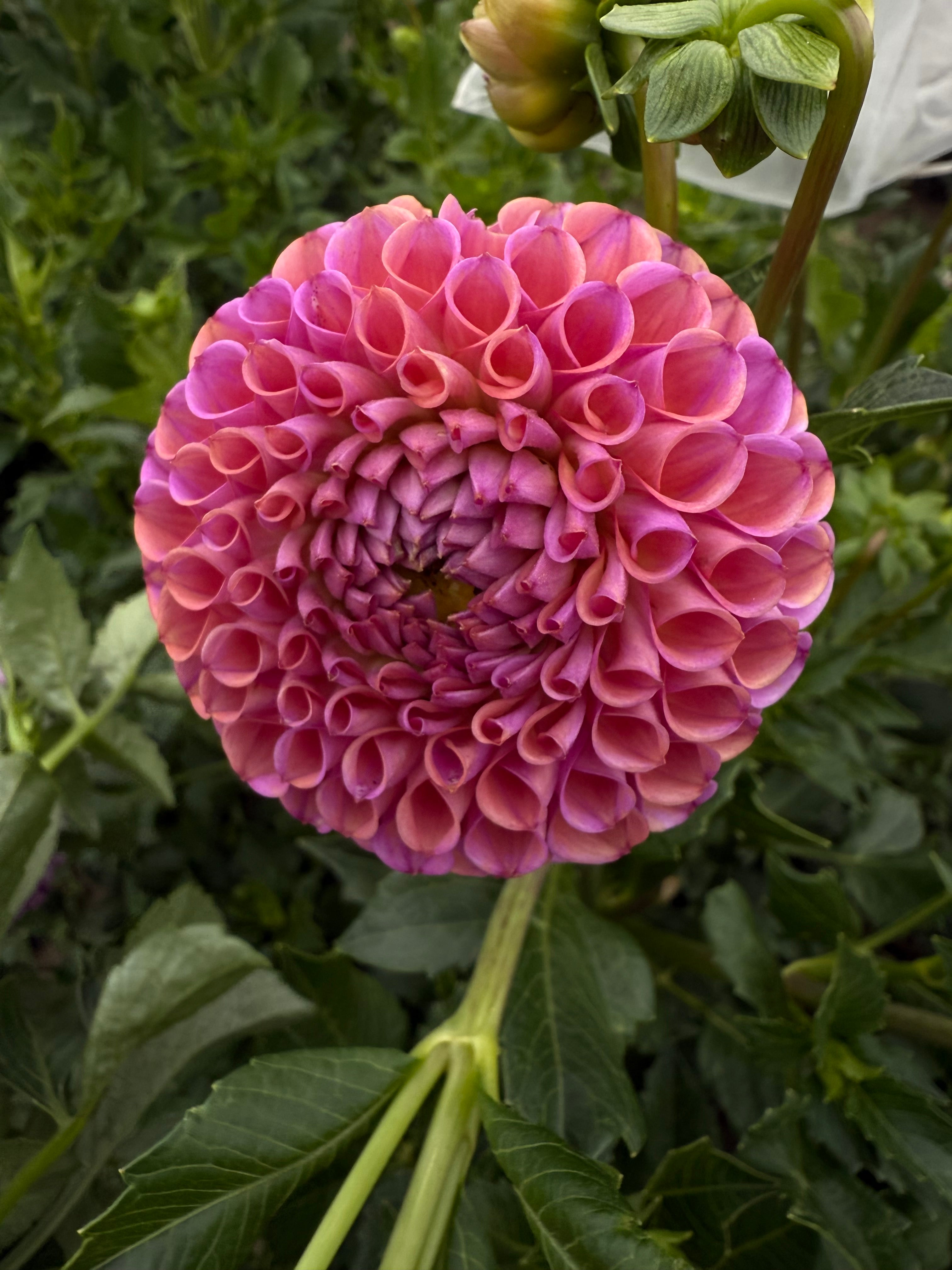 Isabel Dahlia Tubers