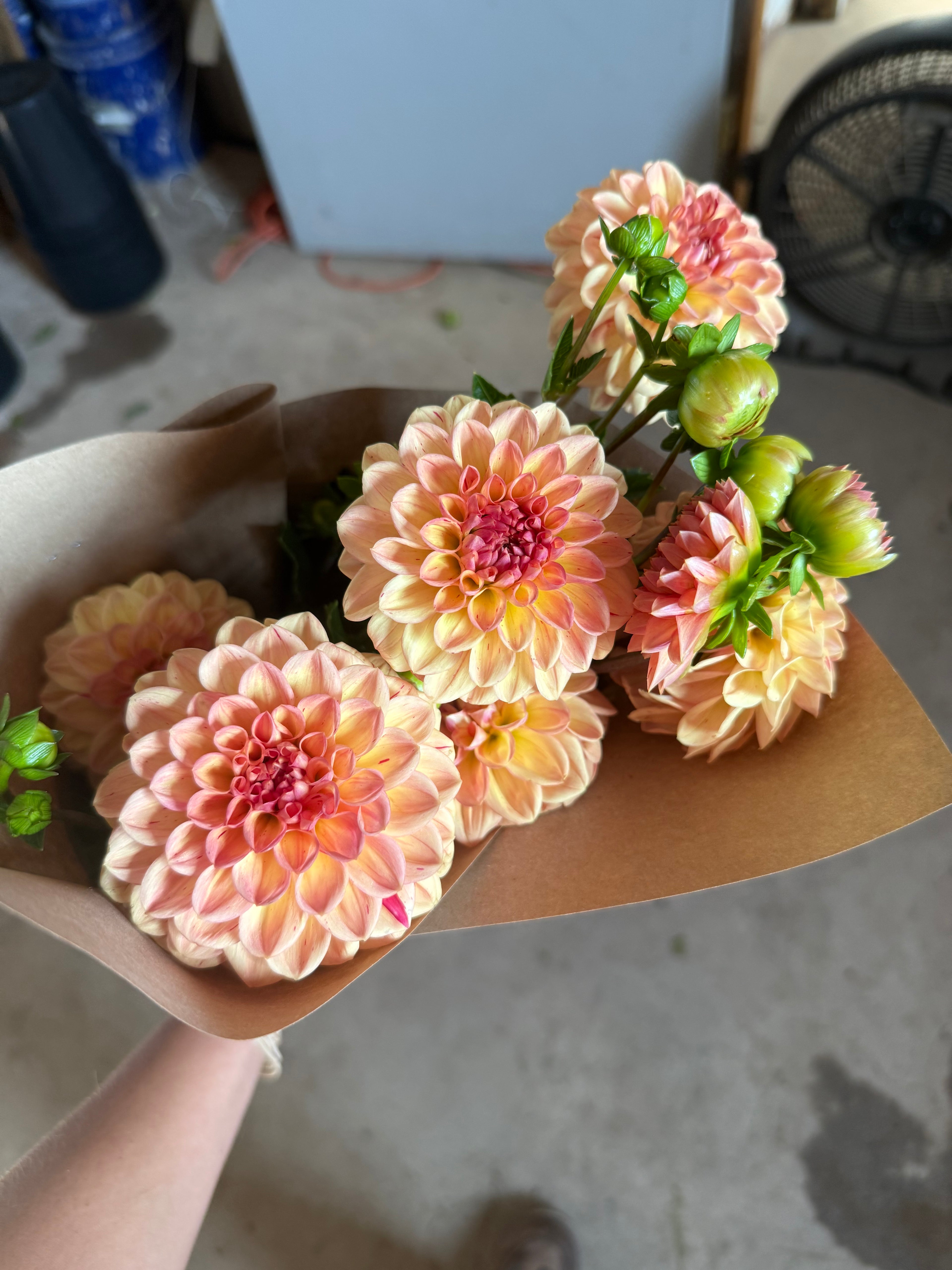 Lark's Ebb Dahlia Tubers