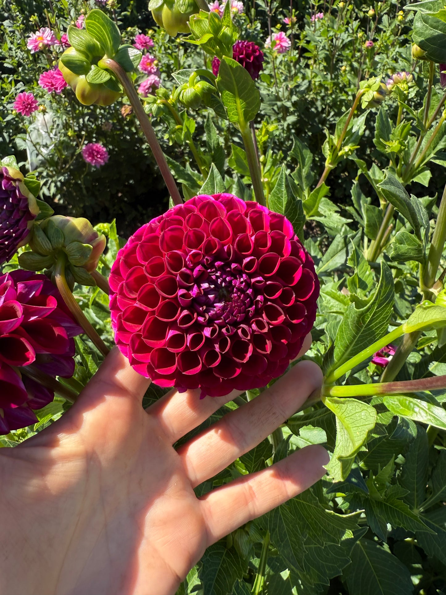 Ivanetti Dahlia Tubers