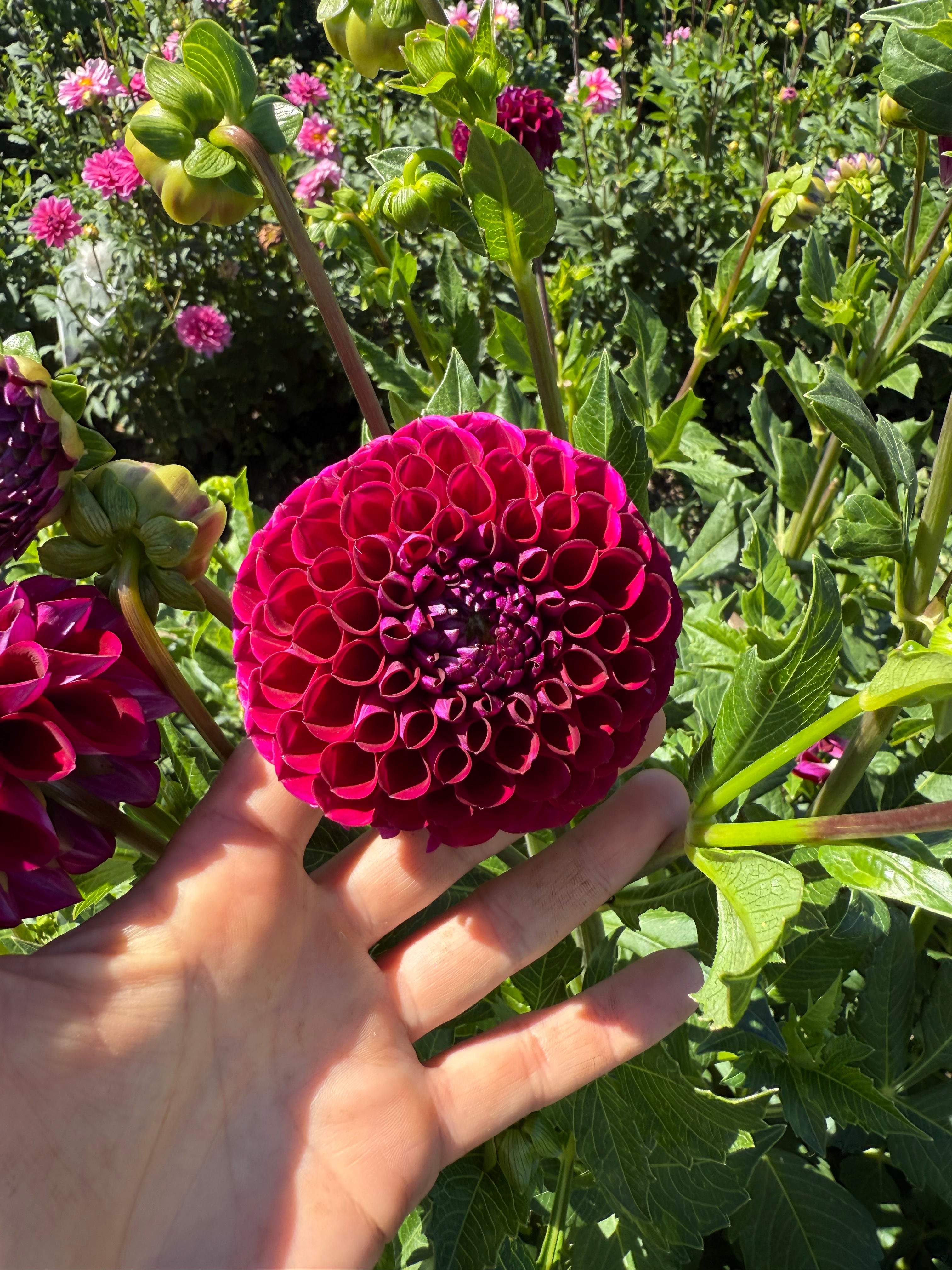 Ivanetti Dahlia Tubers