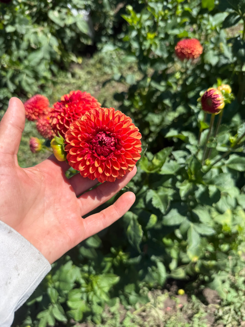 Brown Sugar Dahlia Tubers