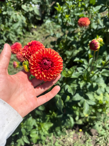 Brown Sugar Dahlia Tubers