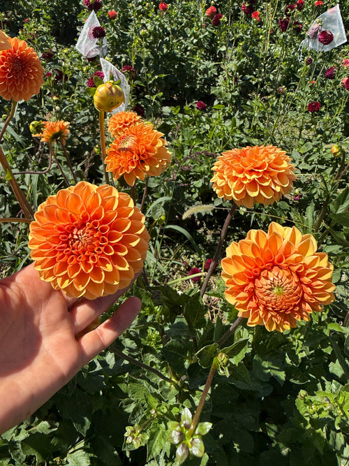 Beatrice Dahlia Tubers