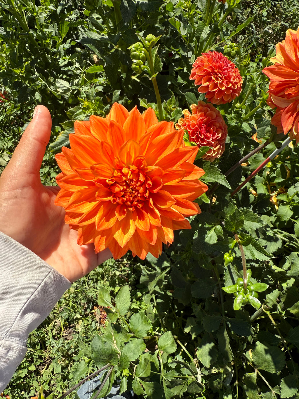 Pumpkin Spice Dahlia Tubers