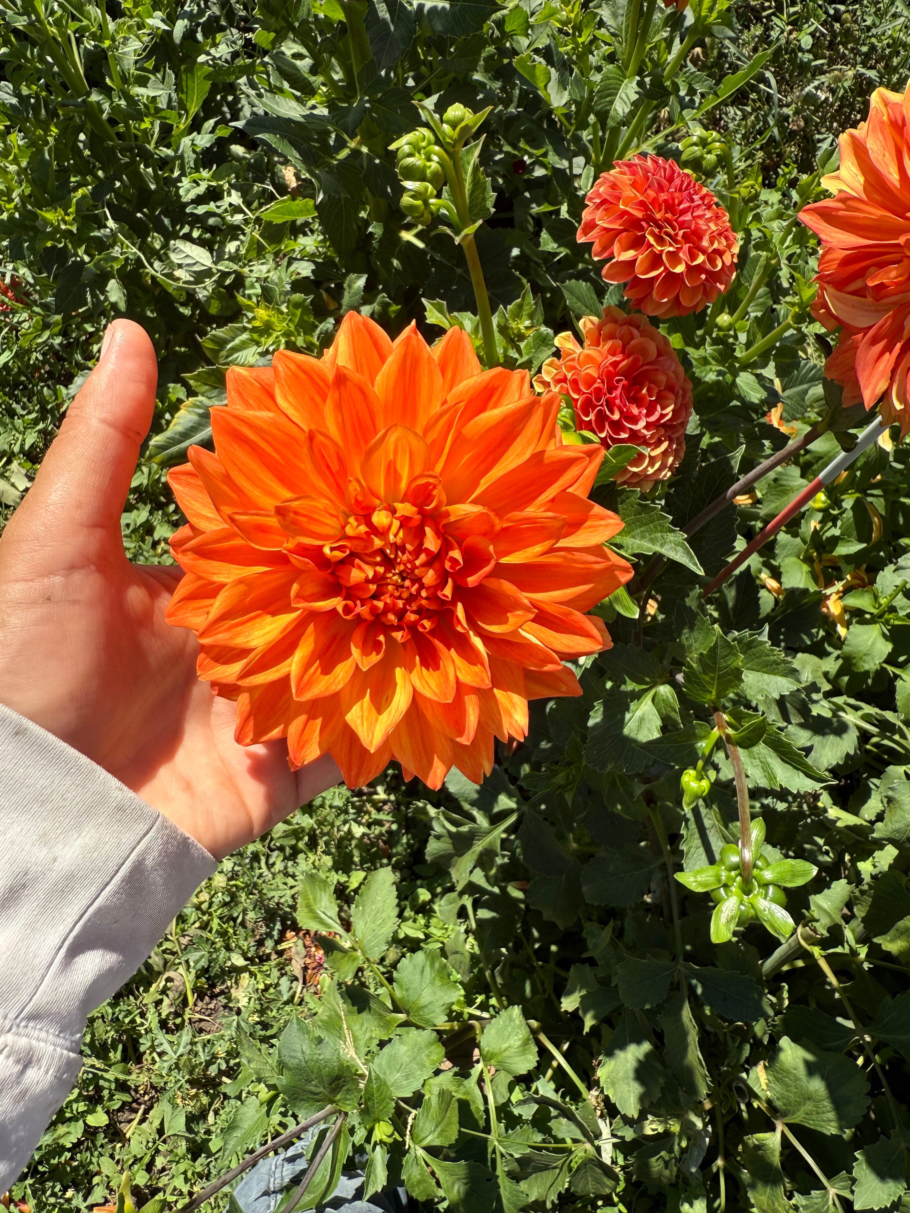 Pumpkin Spice Dahlia Tubers