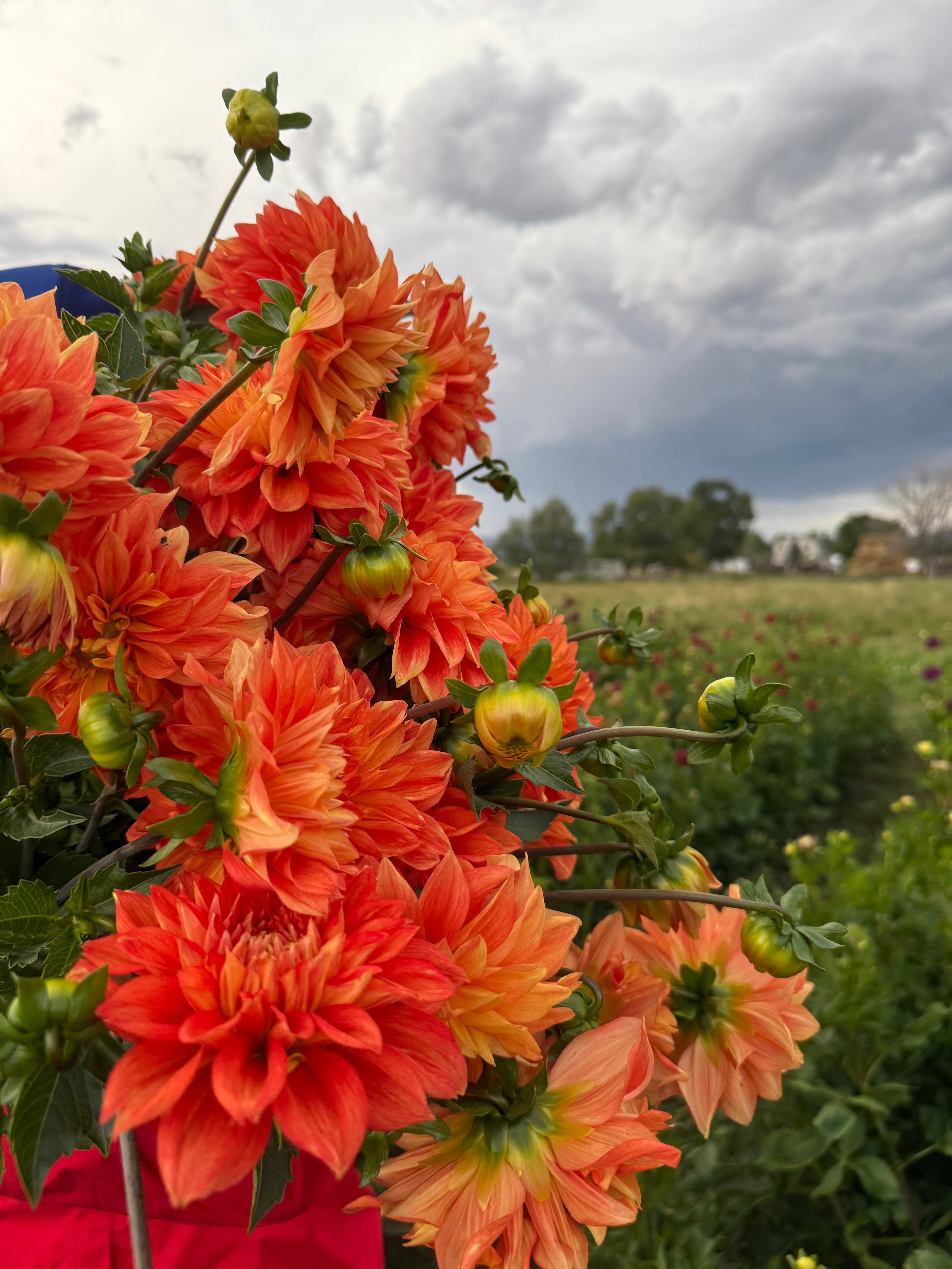 Pumpkin Spice Dahlia Tubers
