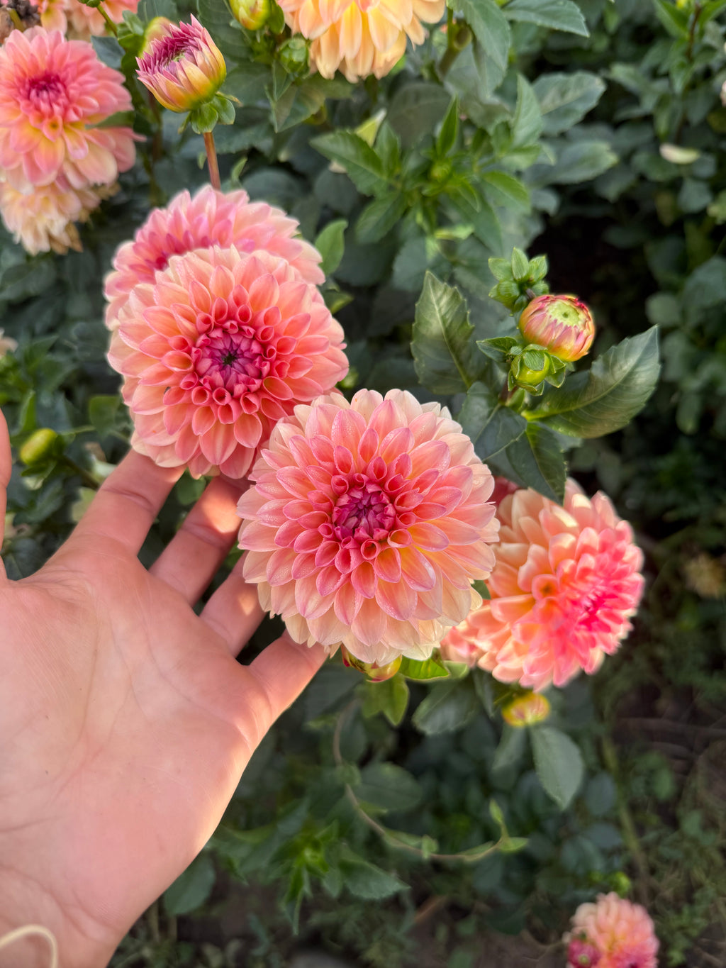 Sebastian Dahlia Tubers