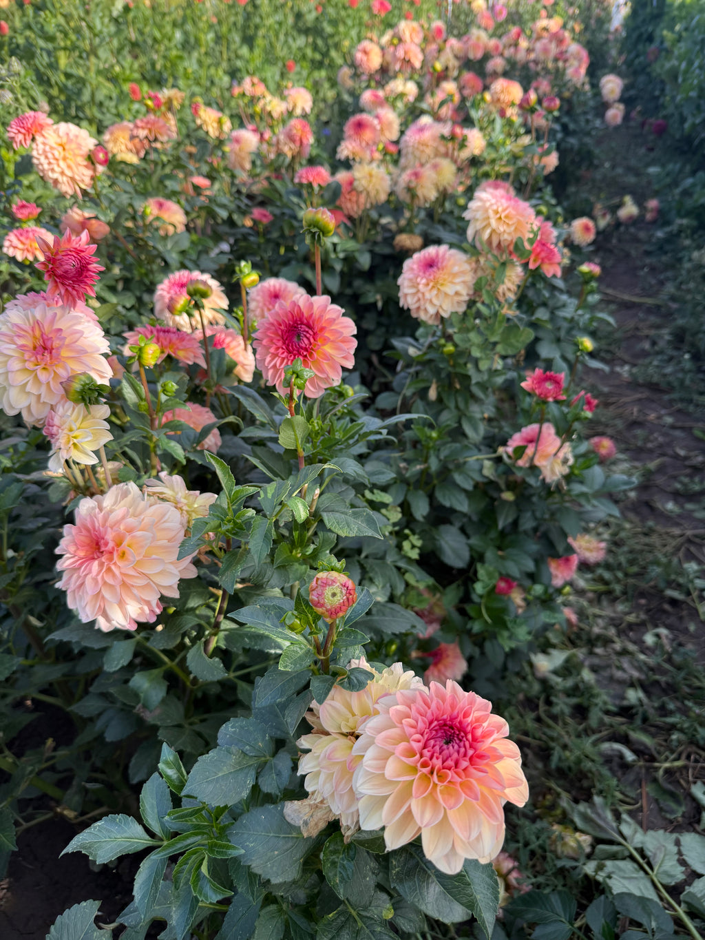 Sebastian Dahlia Tubers
