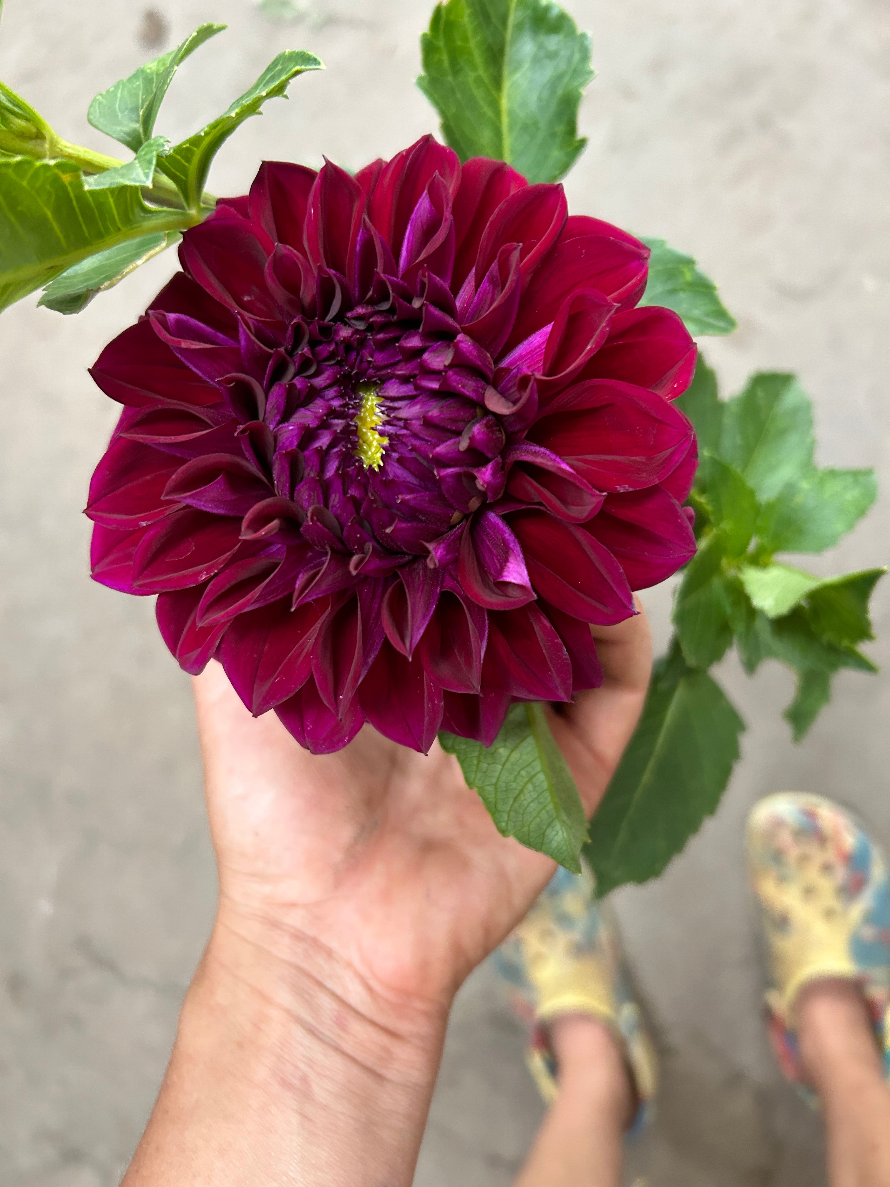 Diva Us Dahlia Tubers