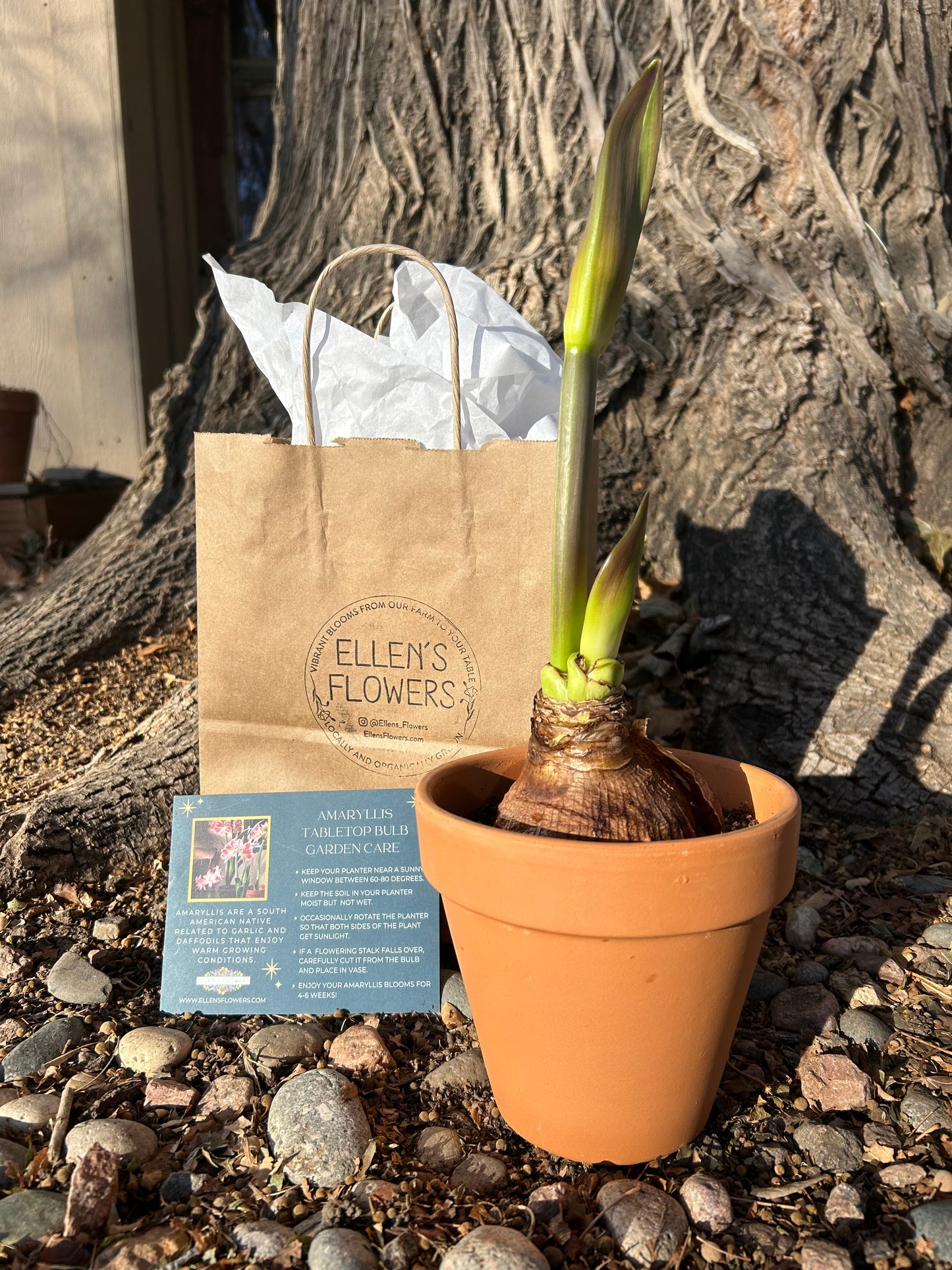 Premium Amaryllis Planted in a Terracotta Pot