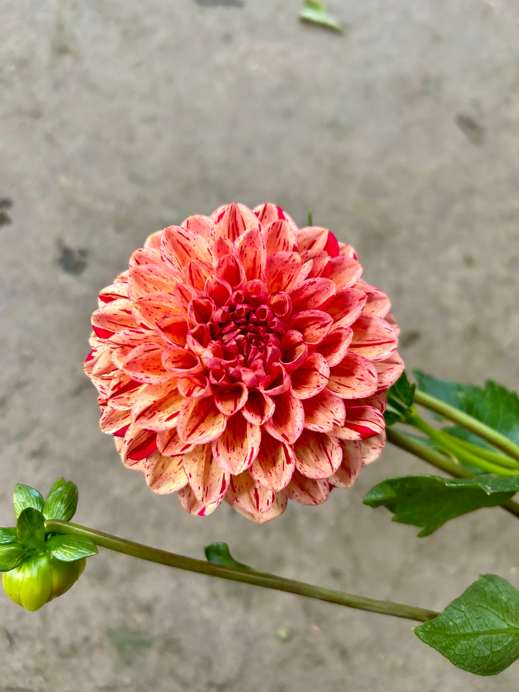 Lark's Ebb Dahlia Tubers
