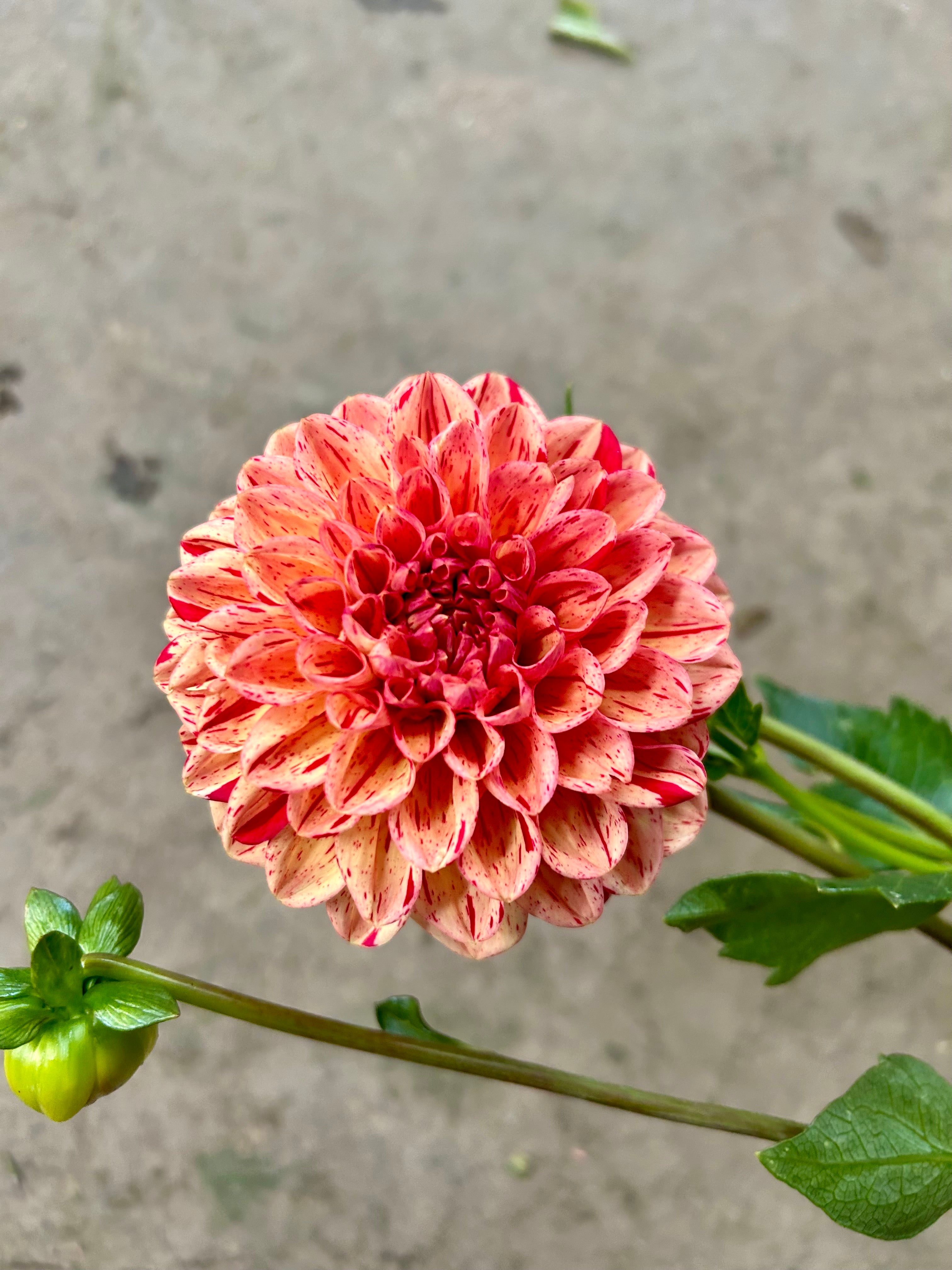 Lark's Ebb Dahlia Tubers