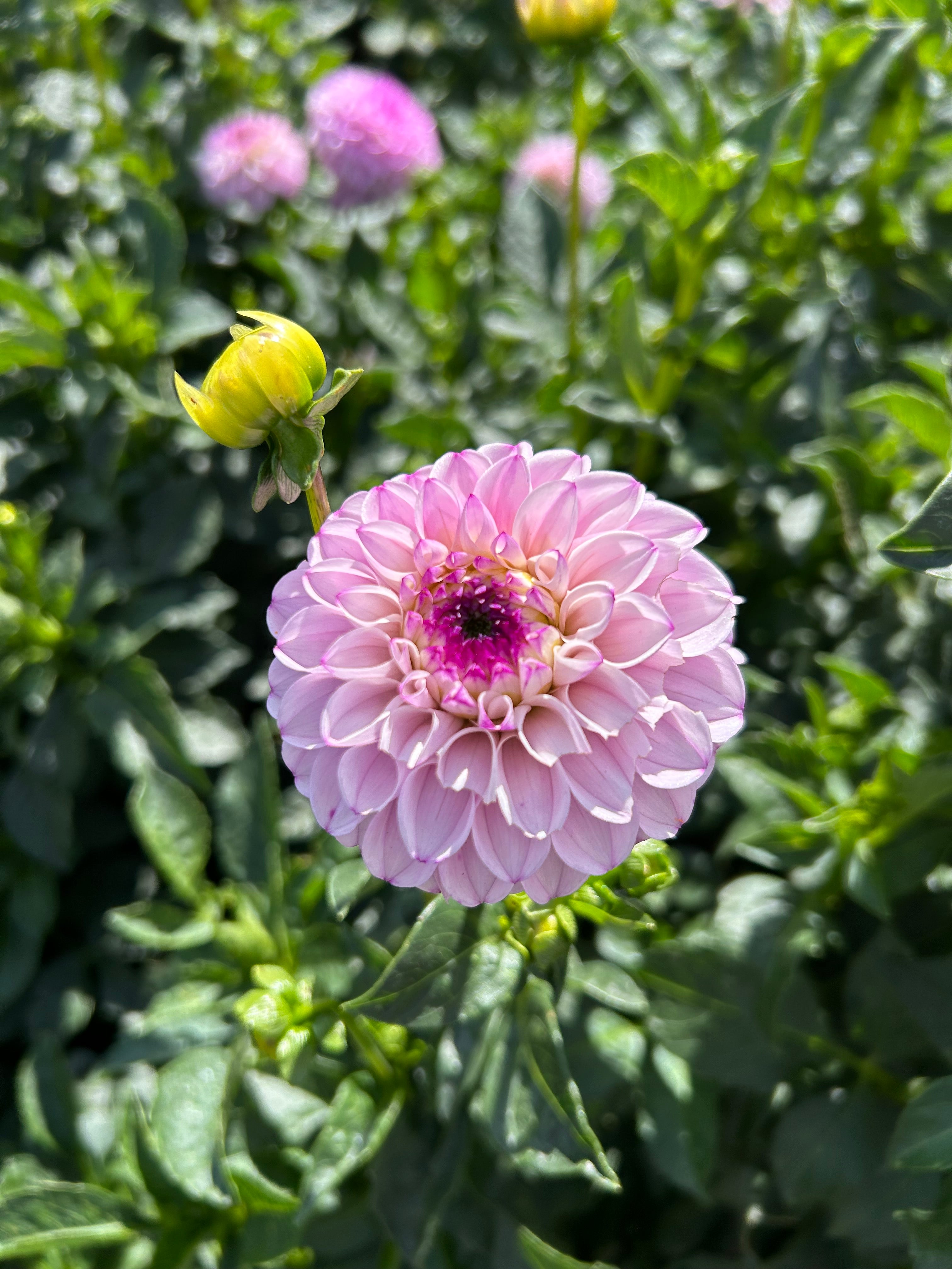 Genova Dahlia Tubers