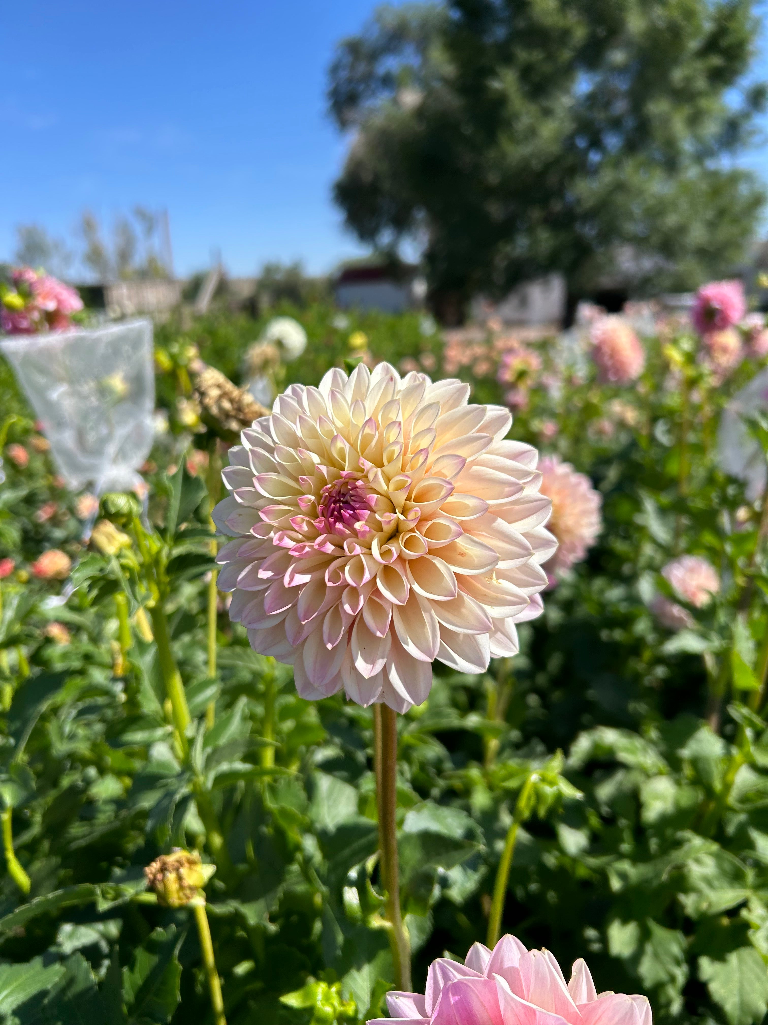 Coralie Dahlia Tubers