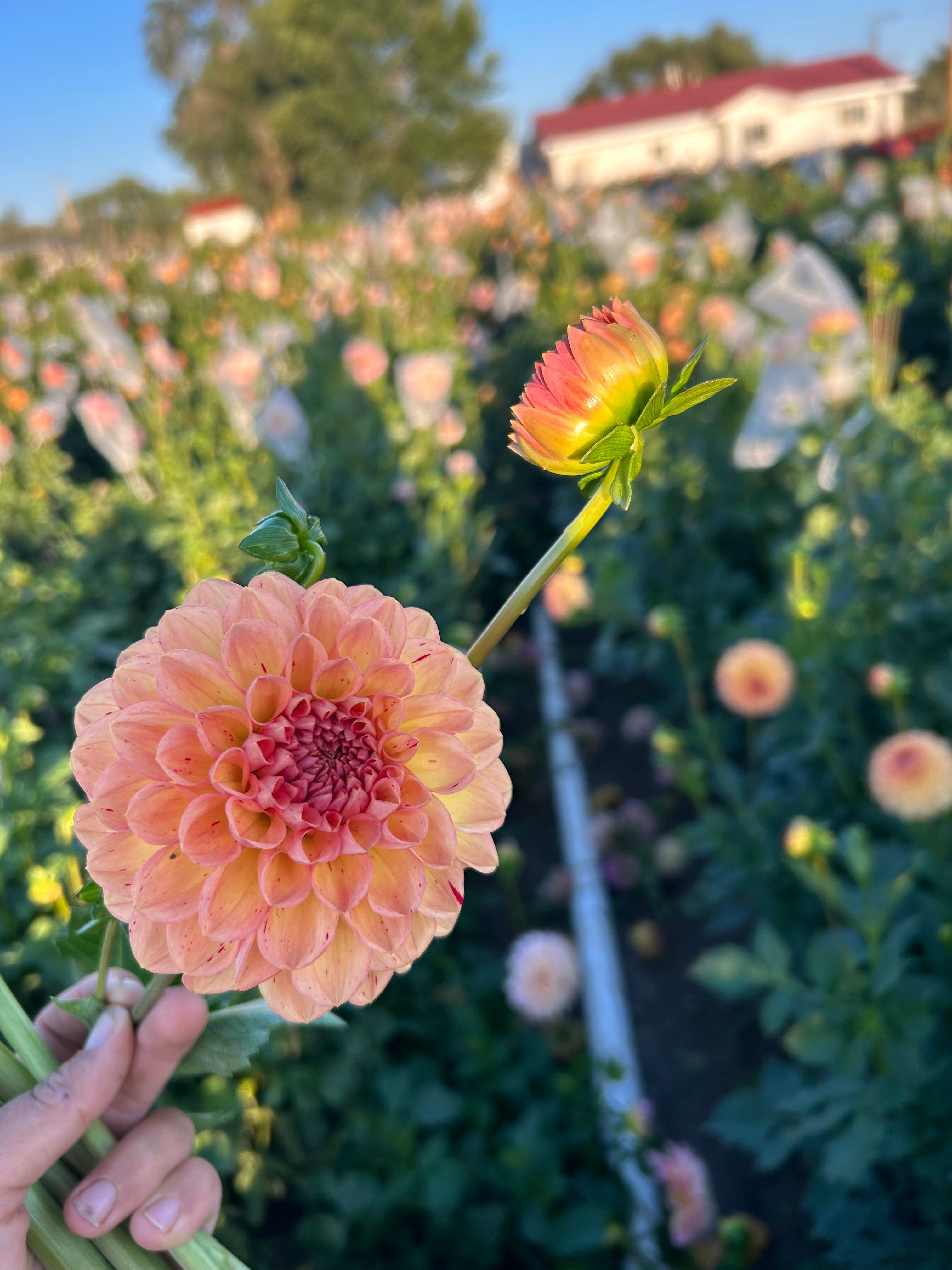 Lark's Ebb Dahlia Tubers
