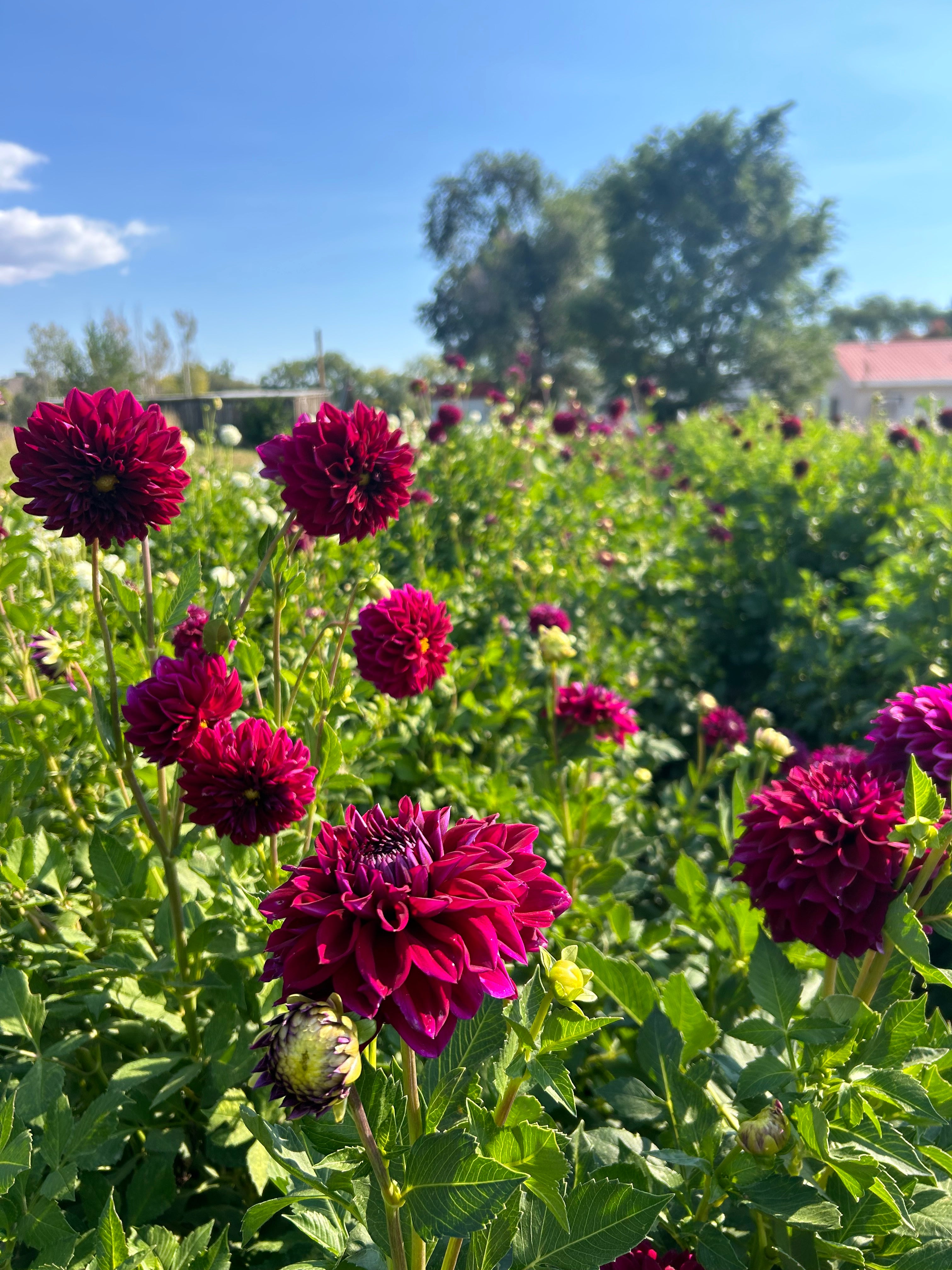 Diva Us Dahlia Tubers