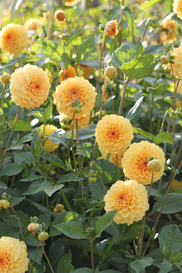 Golden Scepter Dahlia Tubers