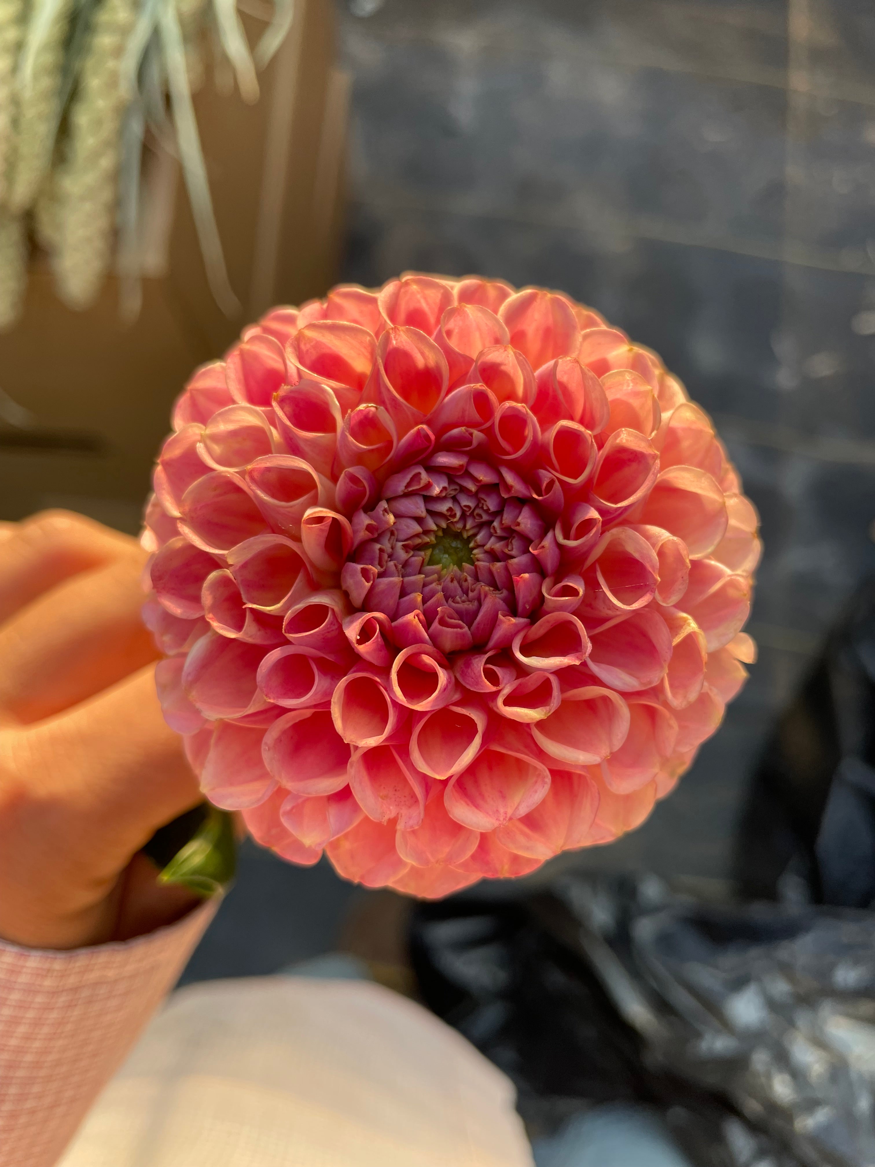 Coronel Bronz Dahlia Tubers