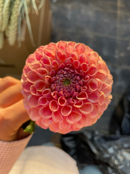Coronel Bronz Dahlia Tubers
