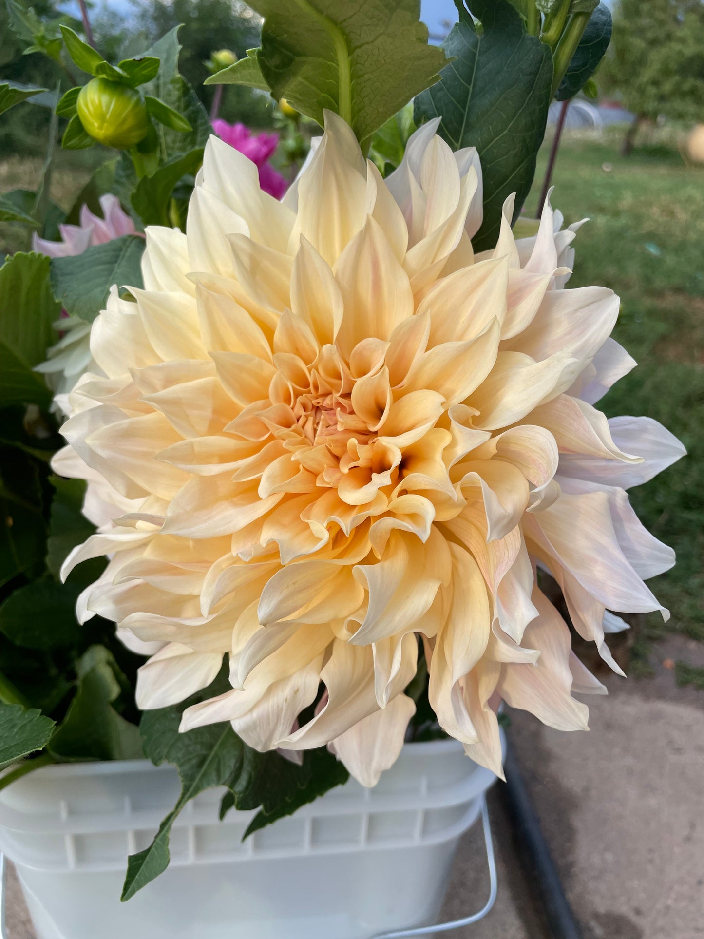 Dahlia Tubers - Cafe au Lait