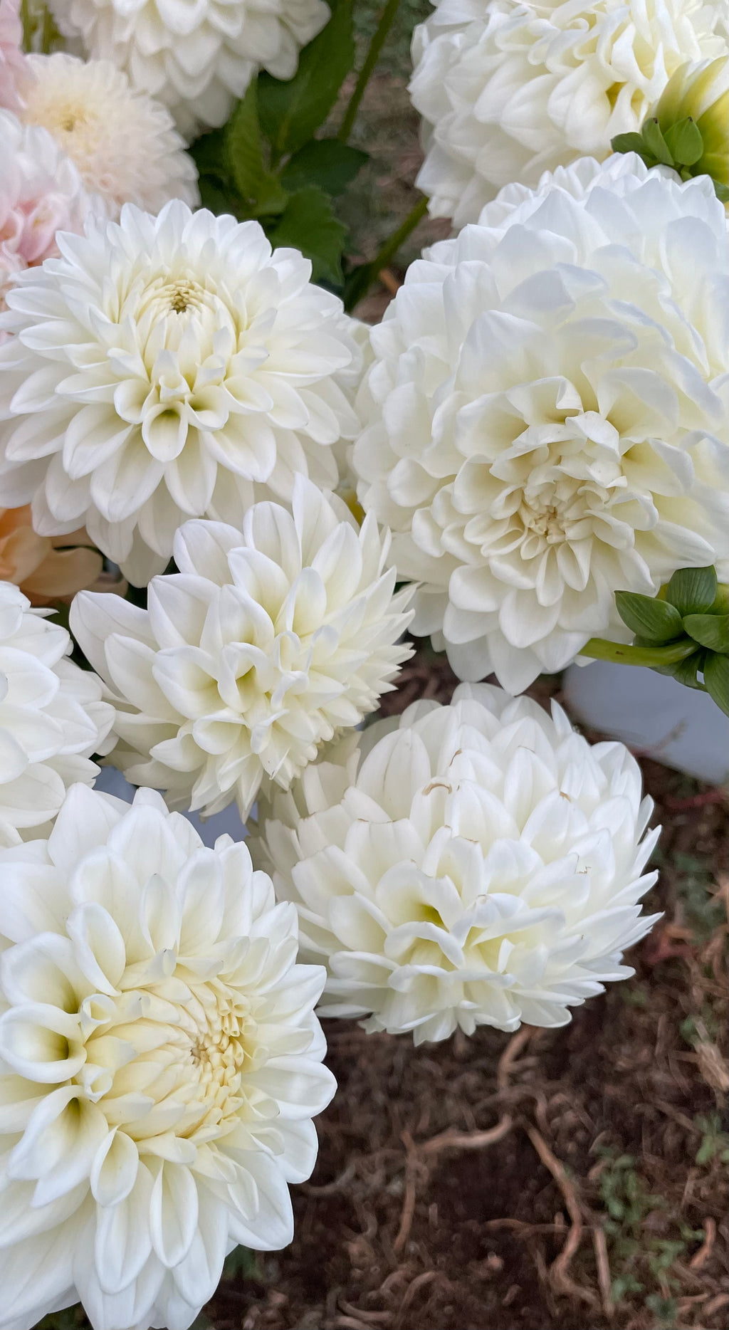 Blizzard Dahlia Tubers