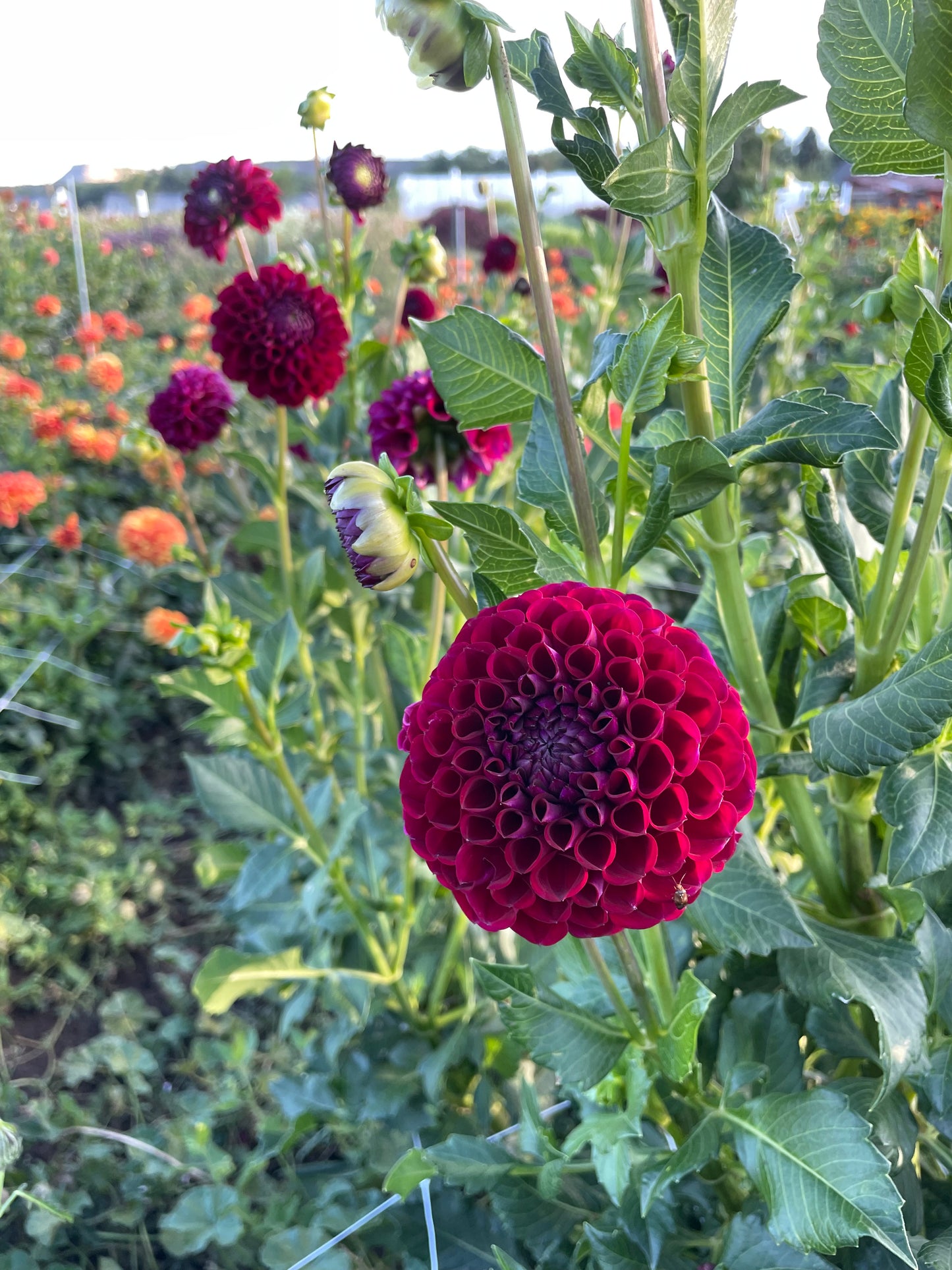 Ivanetti Dahlia Tubers