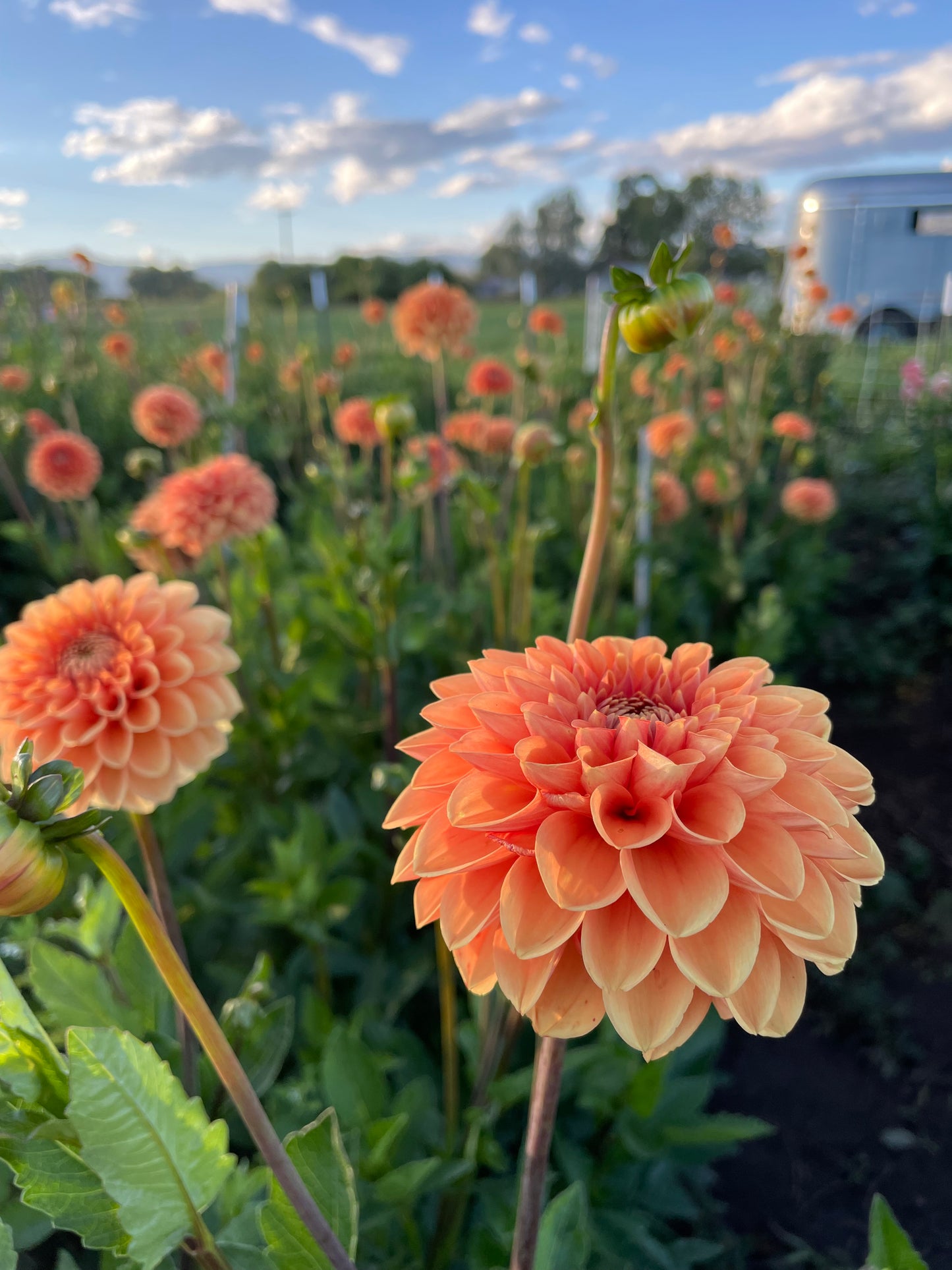 Beatrice Dahlia Tubers