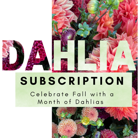 Dahlia Subscription