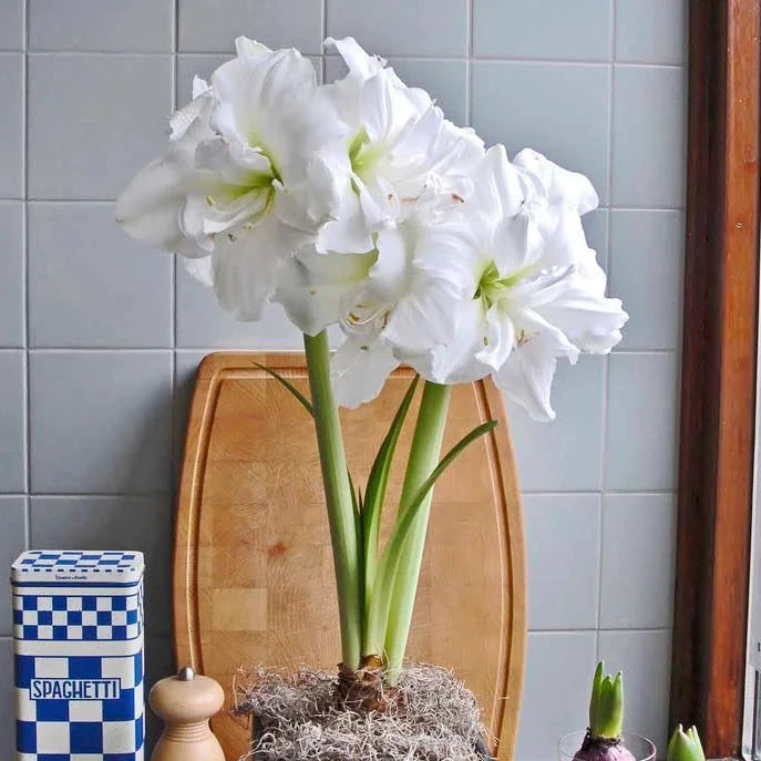 Premium Amaryllis Planted in a Terracotta Pot