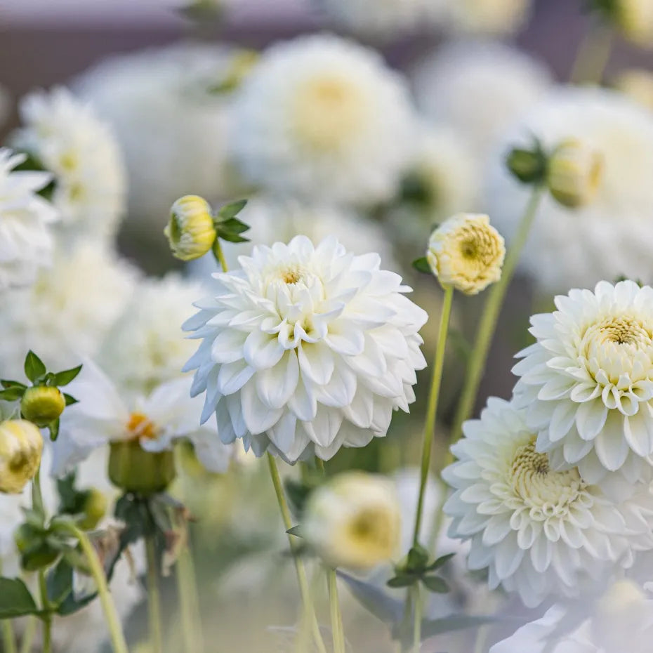 Blizzard Dahlia Tubers