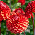 Brown Sugar Dahlia Tubers