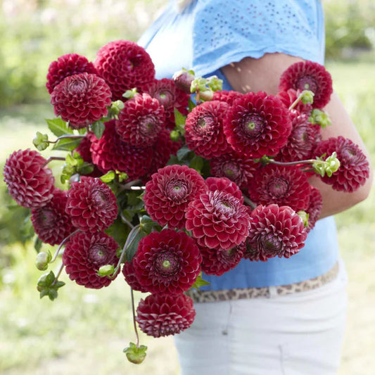 Coronel Dahlia Tubers